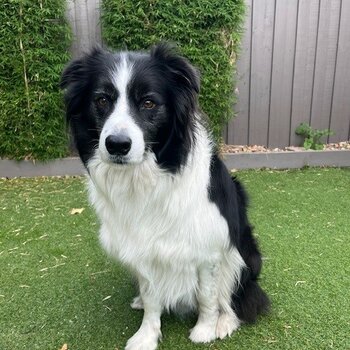 Seeking a new home for our beloved Border Collie Bruno