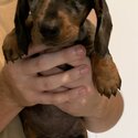 Miniature Dachshund puppies-0