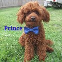 2 Red Toy Poodle Purebred Studs-2