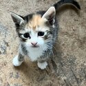 Three Beautiful Kittens looking for their Forever Home.-1