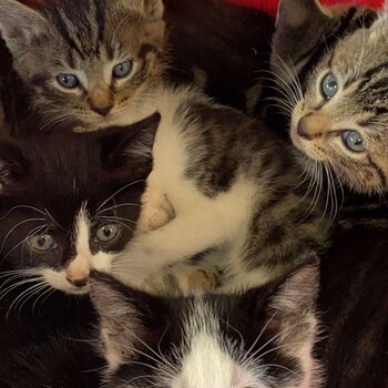 Cute kittens for sale 