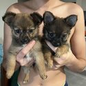 Little chihuahua puppies xpomchi -3
