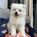 Fluffy Spitz Ready For a New Home Now Spitz Lovers