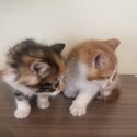 Calico and orange cats-2