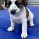 Purebreed Jack Russell Puppies