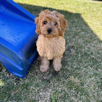 Rehoming 4 month mini cavoodle