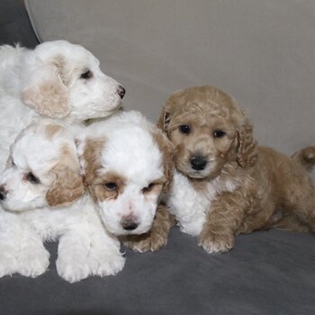 Puppies for sale, dogs | Australia 