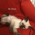 Siamese kittens-5