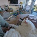 2 X white 3 year old cats. Affectionate and fun -2