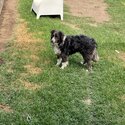 3yr old pure bred border collie -2
