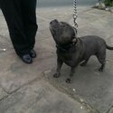 Beautiful staffie girl(IF YOU DO NOT READ AD, THERE'S NO CHANCE OF ME GETTING BACK TO YOU)-0