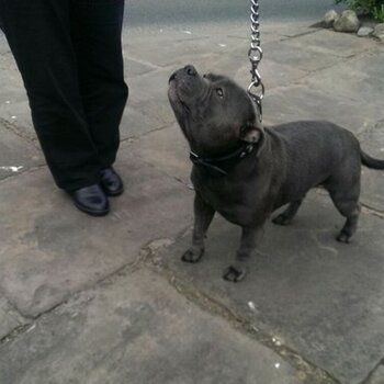 Beautiful staffie girl(IF YOU DO NOT READ AD, THERE'S NO CHANCE OF ME GETTING BACK TO YOU)