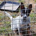 Blue Australian Cattle Dogs Pups looking for their forever homes.