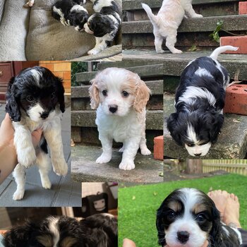 beautiful cavoodle puppies are looking for a new home. 