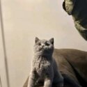 Blue British Shorthair Kitten-5