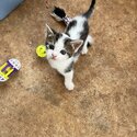 Three Beautiful Kittens looking for their Forever Home.-2