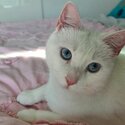 Cat Female Blue Eyes Short White Hair