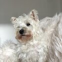 West Highland White Terrier Pure Bred “Main Register” Stud-1