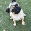 Desexed male fawn pug. 15 months old -2