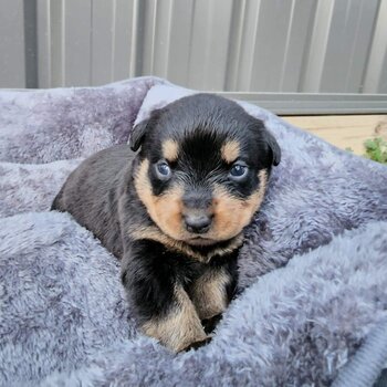 Pure breed German Rottweiler Puppies