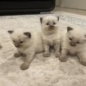 Purebred Ragdoll kittens available -4