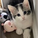 1 Adorable Male Tabby Kitten - 8 weeks old - SOLD-0