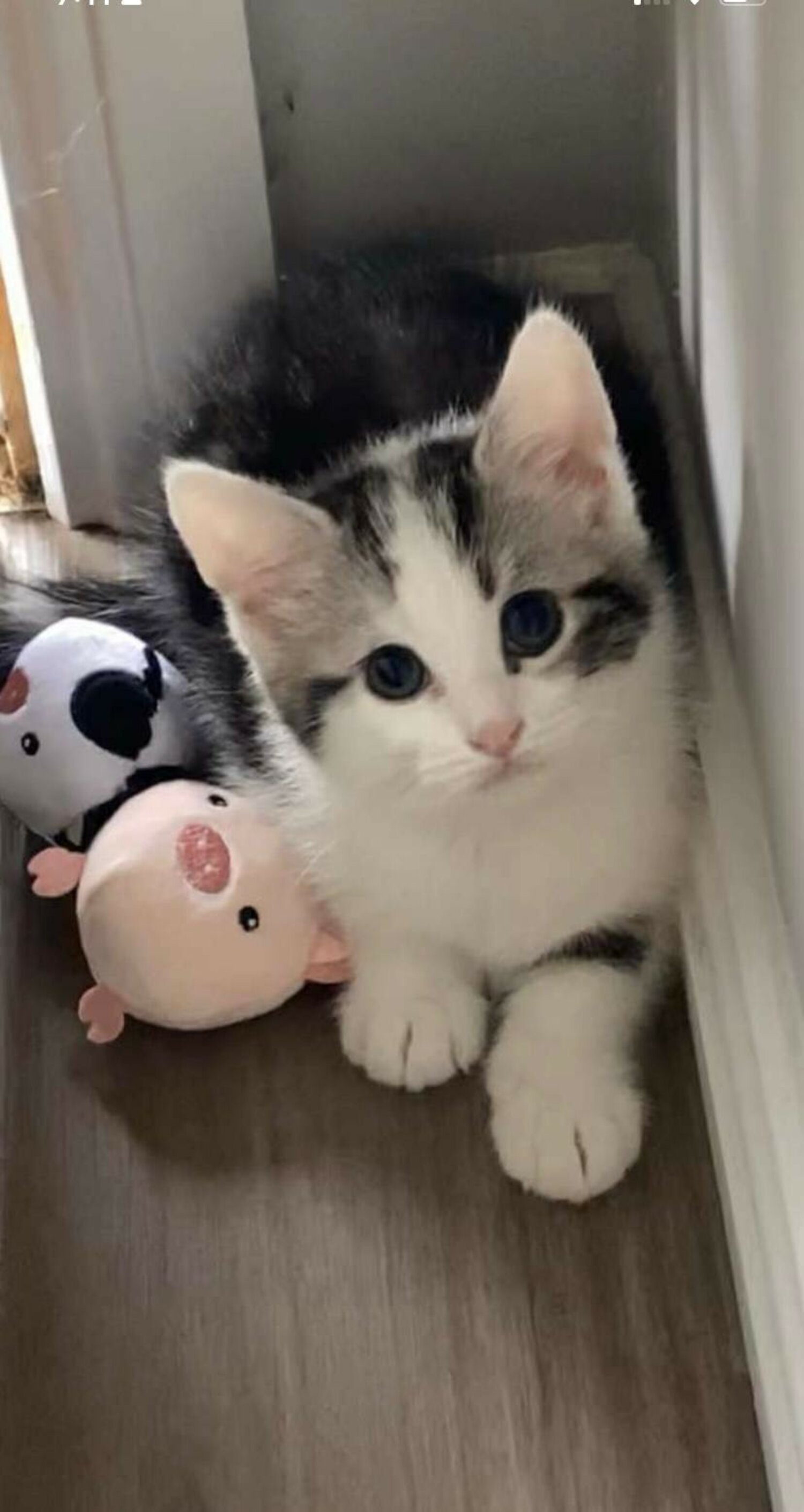 1 Adorable Male Tabby Kitten - 8 weeks old - SOLD