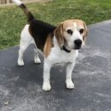 Beautiful beagle male available for studding.-3