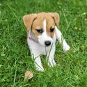 Jack Russel Terrier pups-0