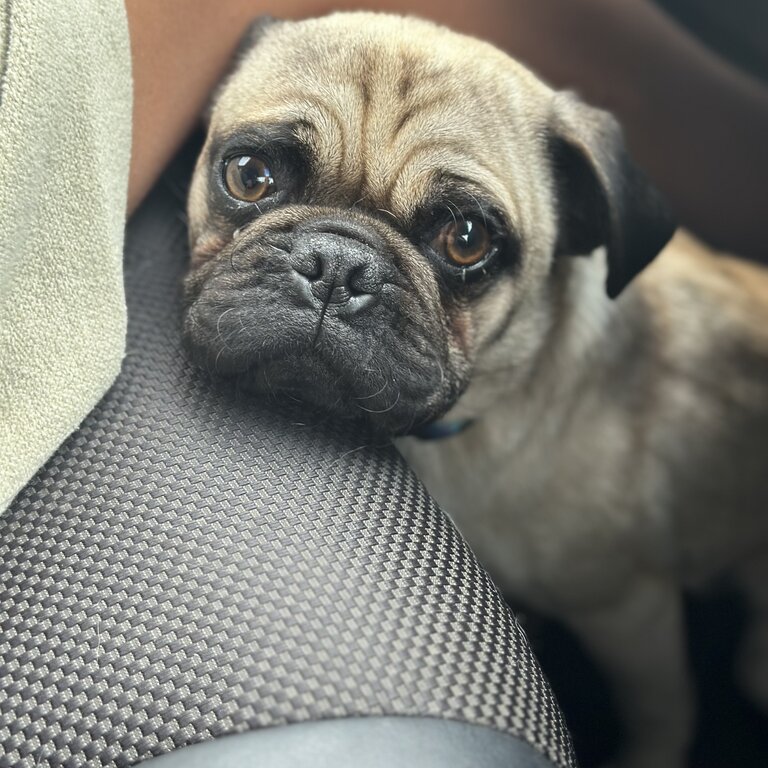 Desexed male fawn pug. 15 months old 