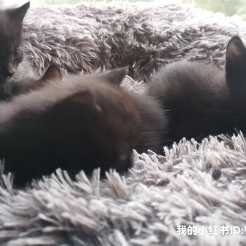 Kittens for sale in Melbourne