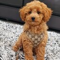 Beautiful female Cavoodle puppy for sale-0