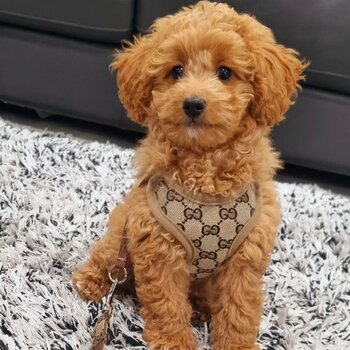 Beautiful female Cavoodle puppy for sale