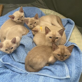 Burmese kittens pure breed