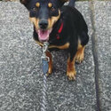 Female Kelpie | Friendly &amp; Loving | Needs New Home Due To Relocation-0