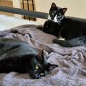 2 loving cats for adoption.-1