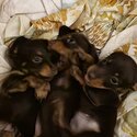 3 Pure-bred Miniature Smooth Coat Dachshunds -2