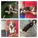 Gorgeous male beagle puppies for sale-0