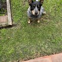 Female blue cattle dog two-year-old pedigree