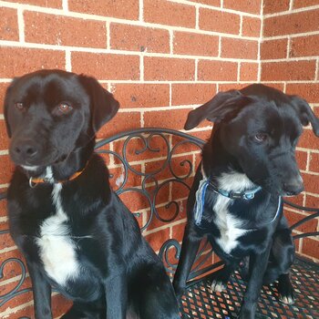 LABRADOR/KELPIE CROSS BLACK AND WHITE MALES 7 MONTHS OLD