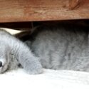 Purebred British Shorthair Kittens-3