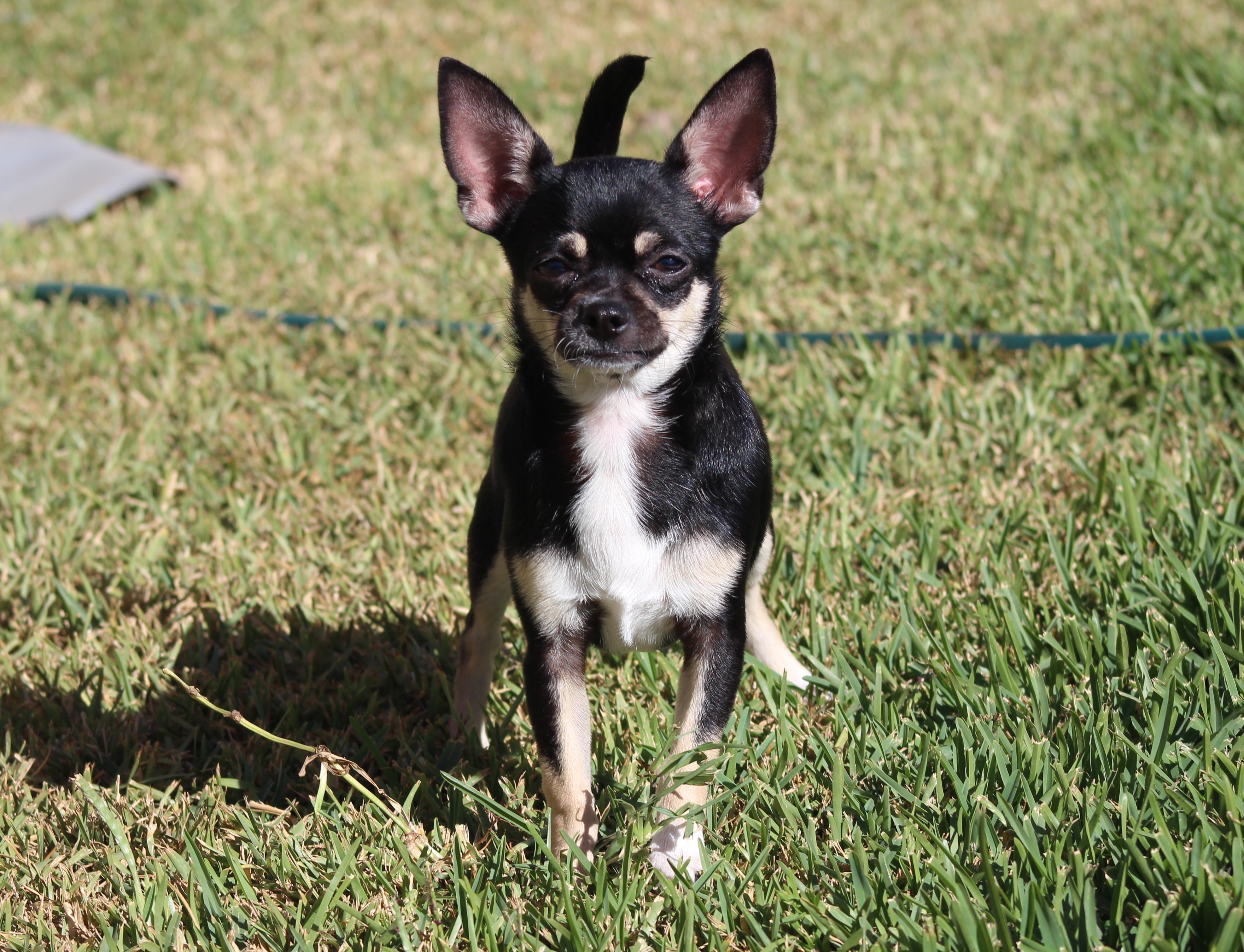Pedigree Smoothcoat Chihuahua Stud