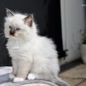 Premium, Friendly, Well Socialized, Healthy Purebred Ragdoll Kittens-4