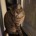 1 year old Female tabby cat clean litter box user Registered,Desexed and microchipped
