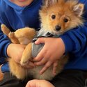 Pomeranian Puppy-2