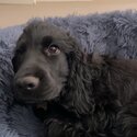 Pure Bred Black Puppy Cocker Spaniel  (9 months)-1