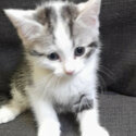 1 Adorable Male Tabby Kitten - 8 weeks old - SOLD-1