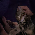 Bengal/Shorthair - Super playful and friendly kitten looking for a loving family