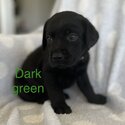 Purebred Labrador Retriever Puppies looking for forever homes 