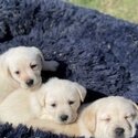 We have two beautiful Labrador-retriever puppies available and ready to leave us.